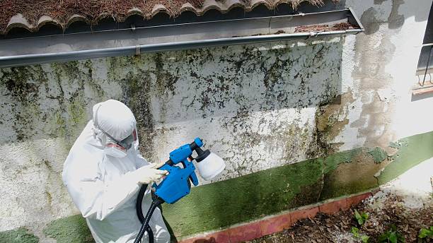 Top rated local Mold Cleanup specialists in Pipersville, PA